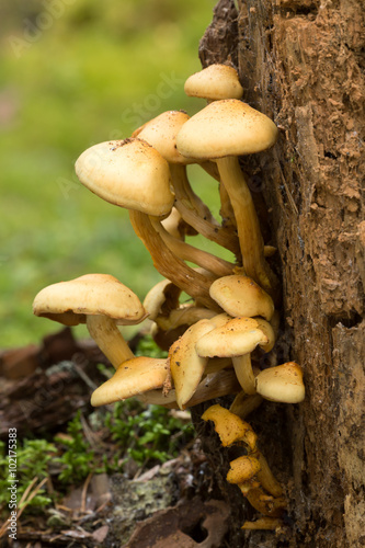 Hypholoma mushrooms growing on wood
