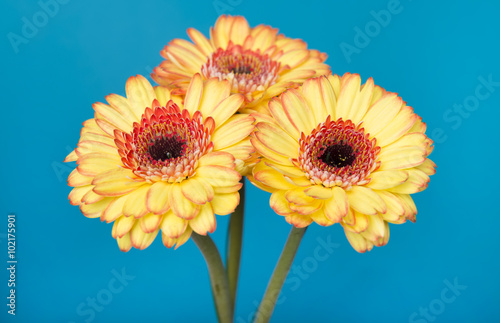 Fototapeta Naklejka Na Ścianę i Meble -  beautiful gerberas on blue background