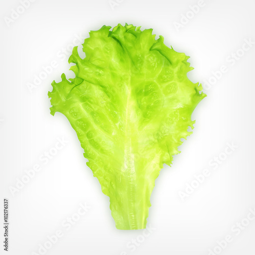 Lettuce