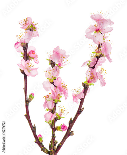 Almond tree blossoms isolated on white background