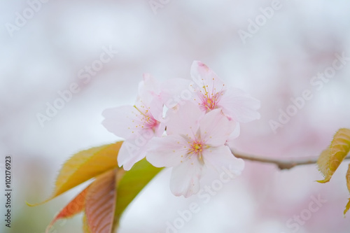 桜