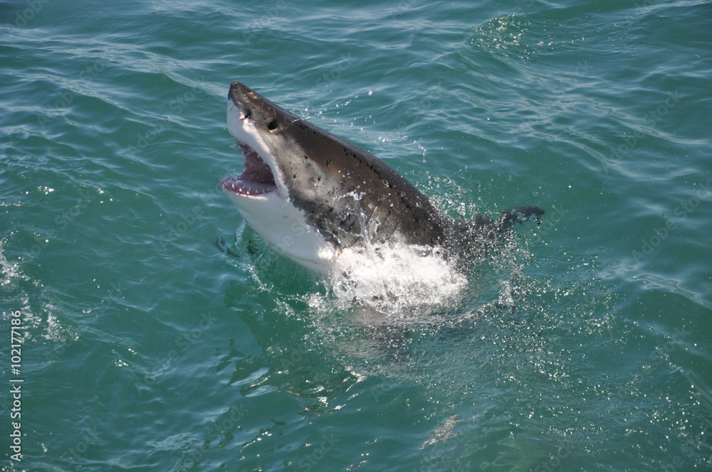 Fototapeta premium Great White Shark jumping out of ocean