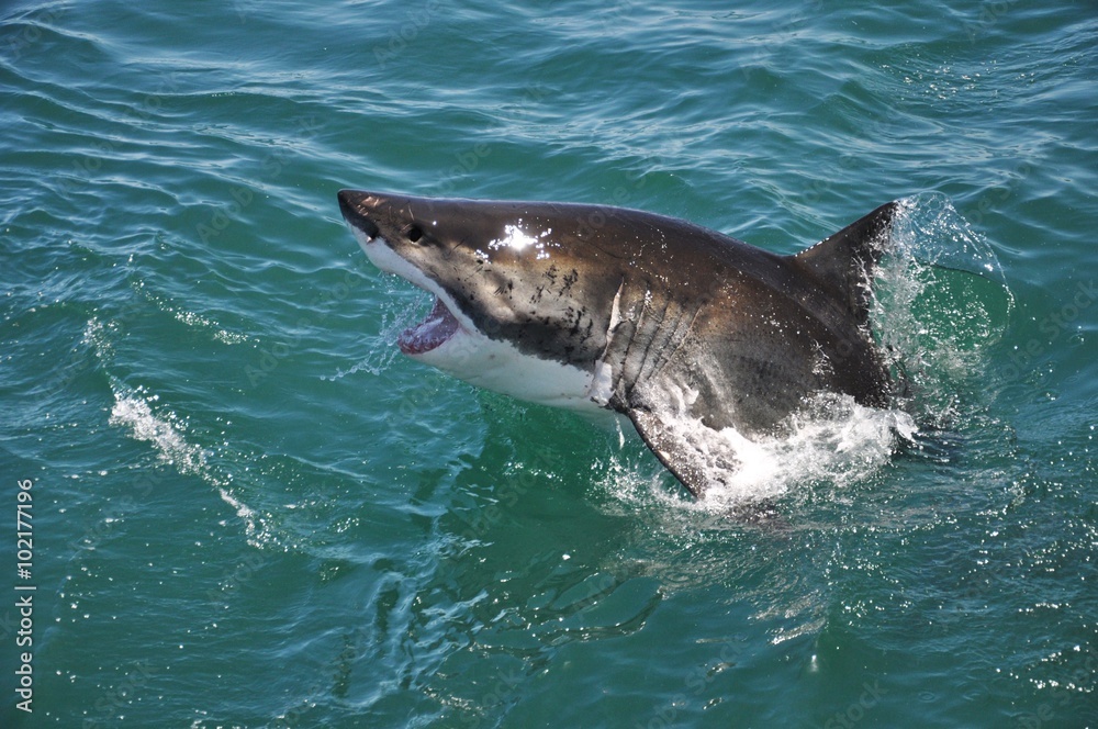 Fototapeta premium Great White Shark jumping out of ocean