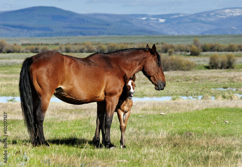 Mare with peeking foal