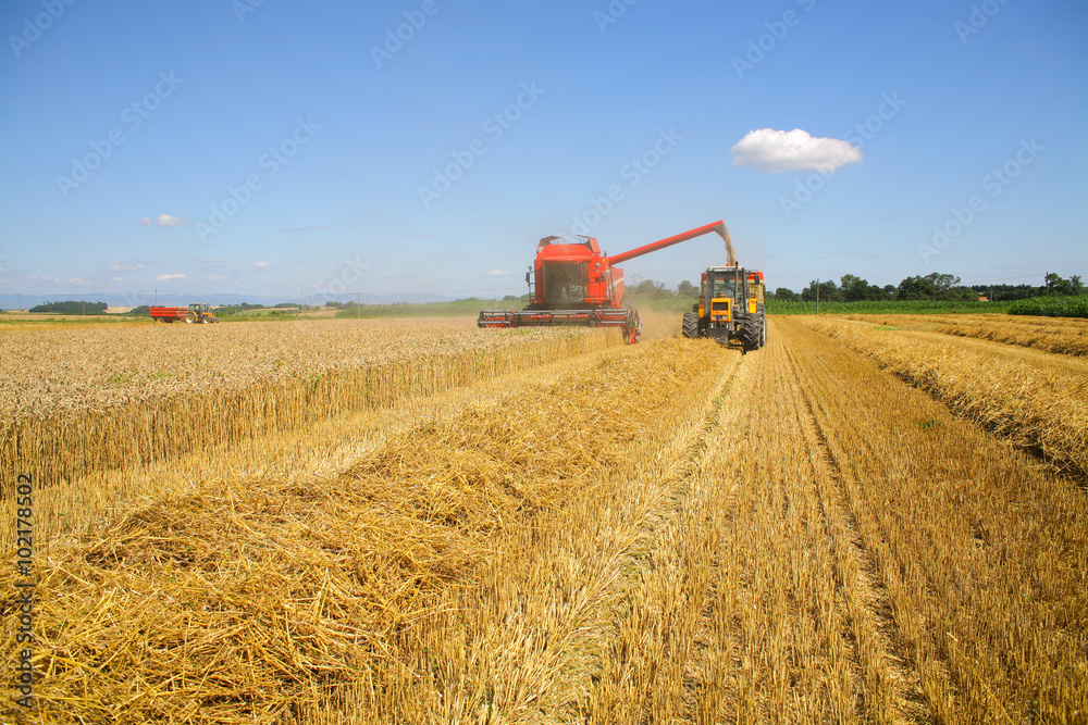 Obraz premium Moisson du blé moissonneuse et tracteur