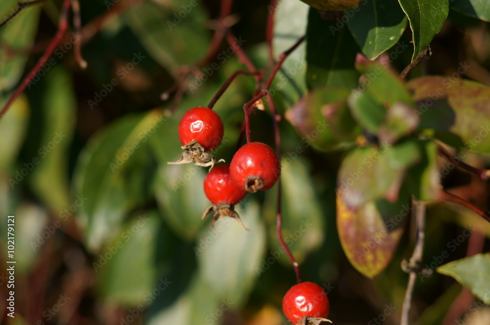 Bacche rosse in natura