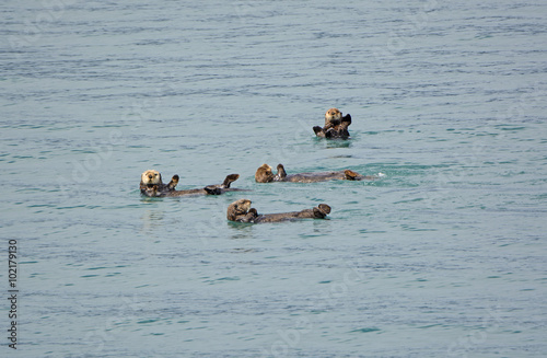 Sea Otters Playing in the Ocean