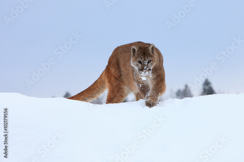 Mountain Lion on top of mountain stalking prey