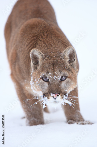 Close-up vertical photograph of stalking mountain lion