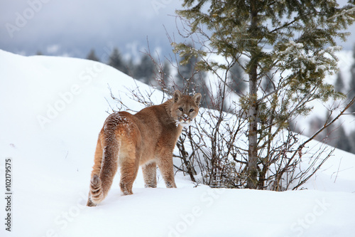 Mountain Lion looking back on mountain