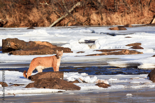 Mountain Lion standing by frozen river
