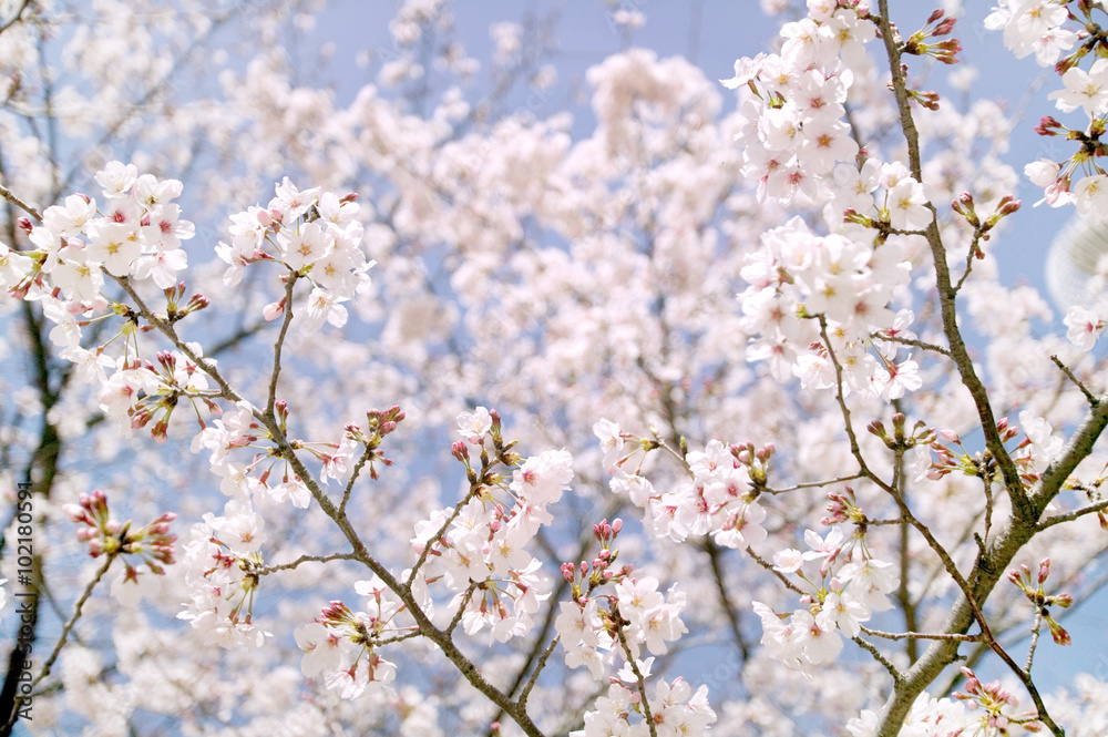 桜 桜