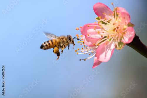 Honeybee flying to Desert Gold Peach Flower