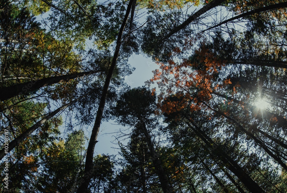 Obraz premium Trees love you