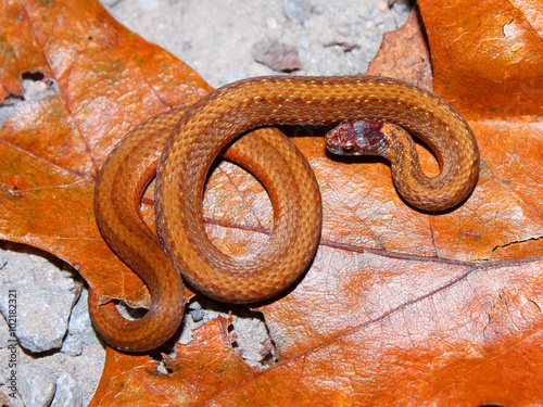 Redbelly Snake (Storeria occipitomaculata) photo