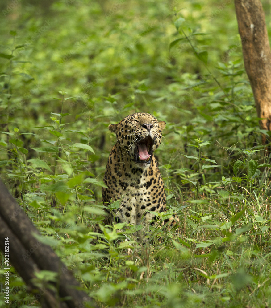 Obraz premium Asian Leopard