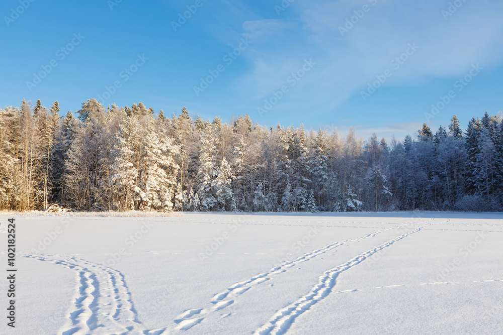 Frozen lake and snow covered forest