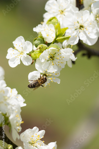 Flowering apple tree with bee