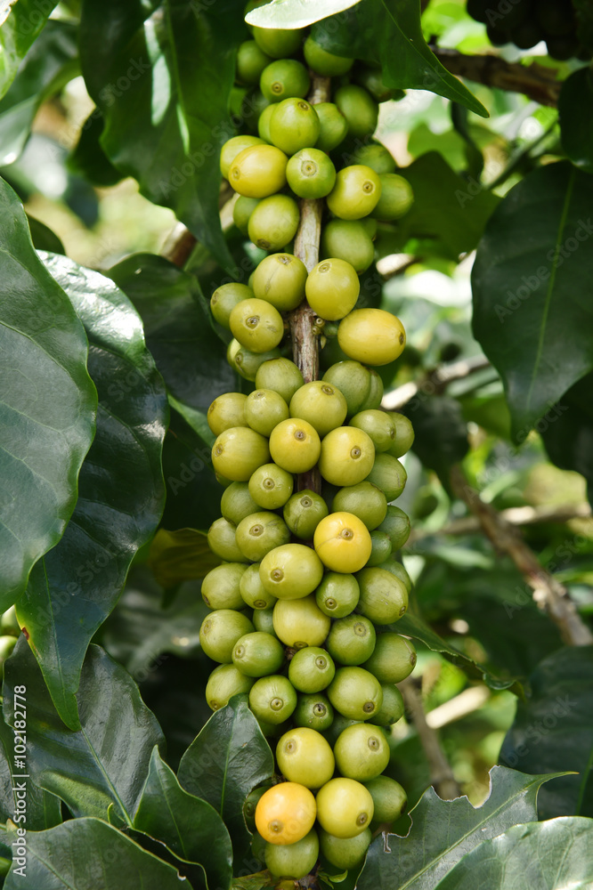 Yellow and green beans coffee on a tree. Yellow and green beans coffee on a tree.