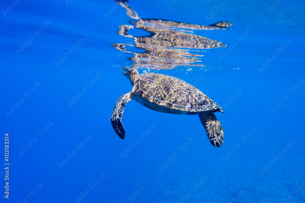 Obraz premium ウミガメ