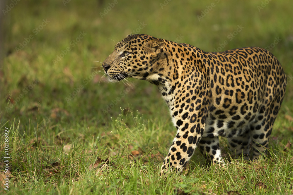 Asian Leopard Asian Leopard