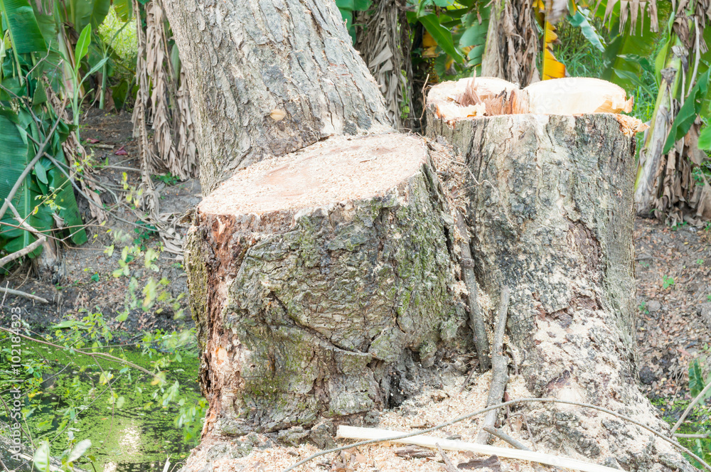 deforestation, Timber deforestation, Timber
