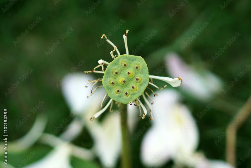 lotus seeds lotus seeds