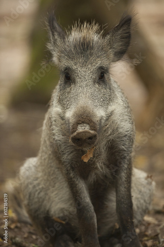 sanglier cochon sauvage chasse marcassin jeune poil portrait tê © shocky
