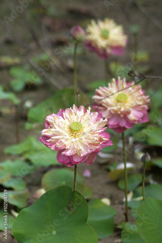 beautiful pink lotus flower in blooming