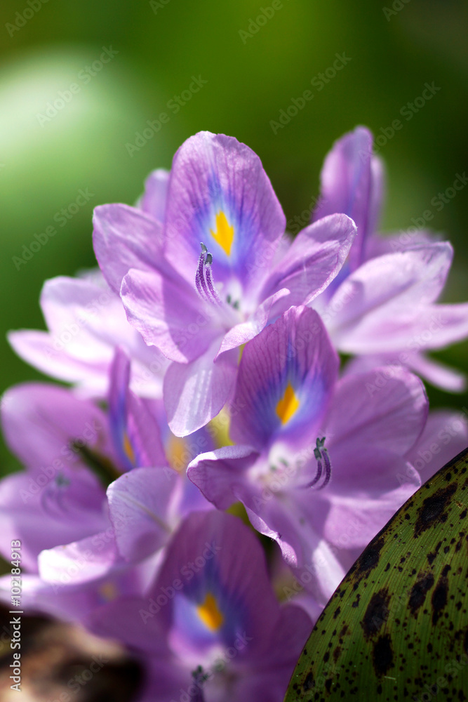 Purple water hyacinth flowers are blooming. Purple water hyacinth flowers are blooming.