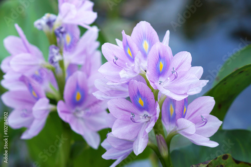 Purple water hyacinth flowers are blooming.