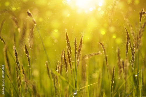 wild grass in sunset counterlight