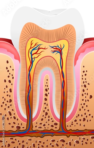 Illustration of Human Tooth Anatomy