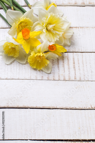 Spring yellow narcissus flowers  on white  painted wooden planks