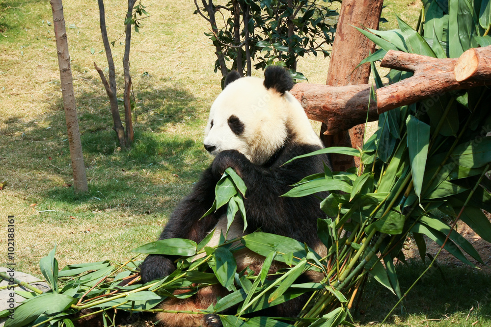 Obraz premium Panda eating bamboo