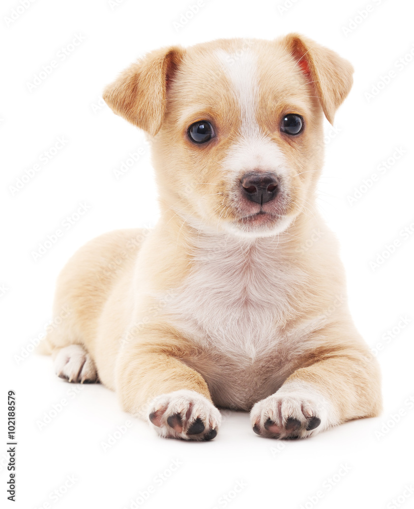 Brown puppy.