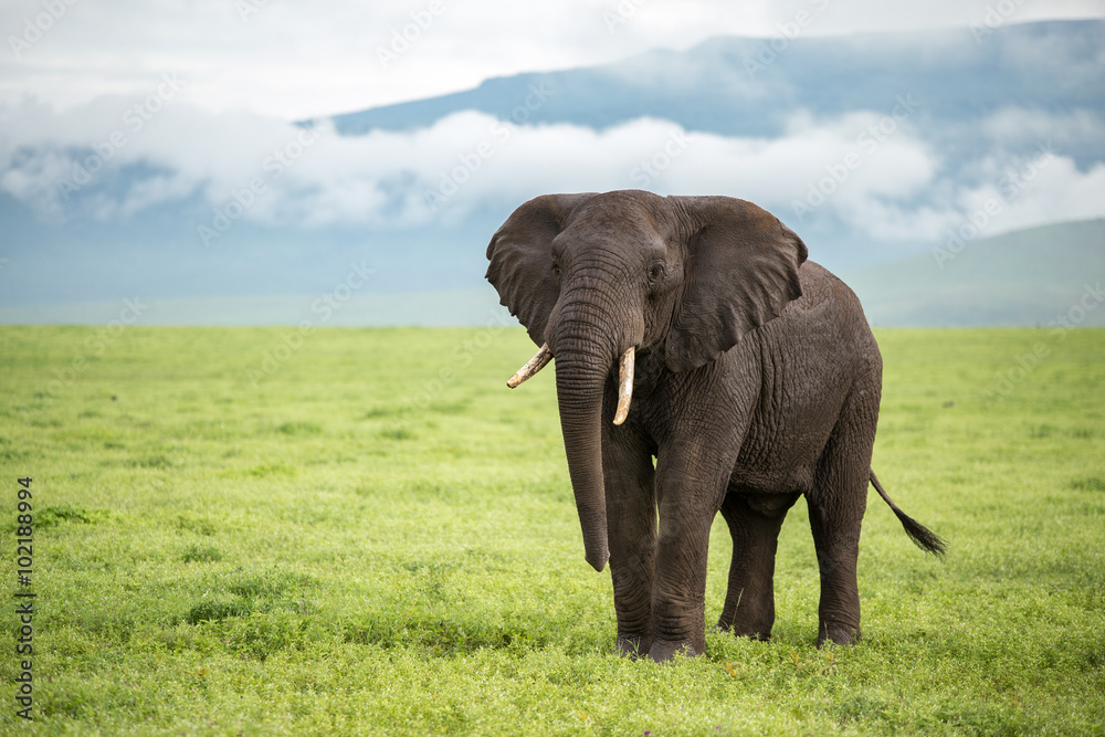 Fototapeta premium Ngorongoro elephant - Tanzania
