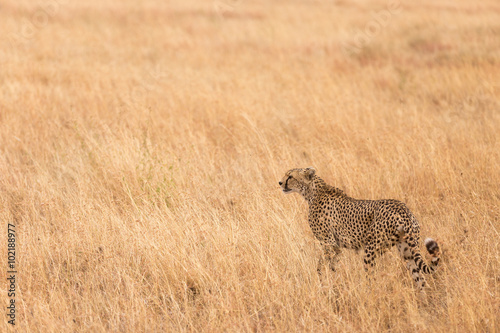 Serengeti Cheeta - Tanzania