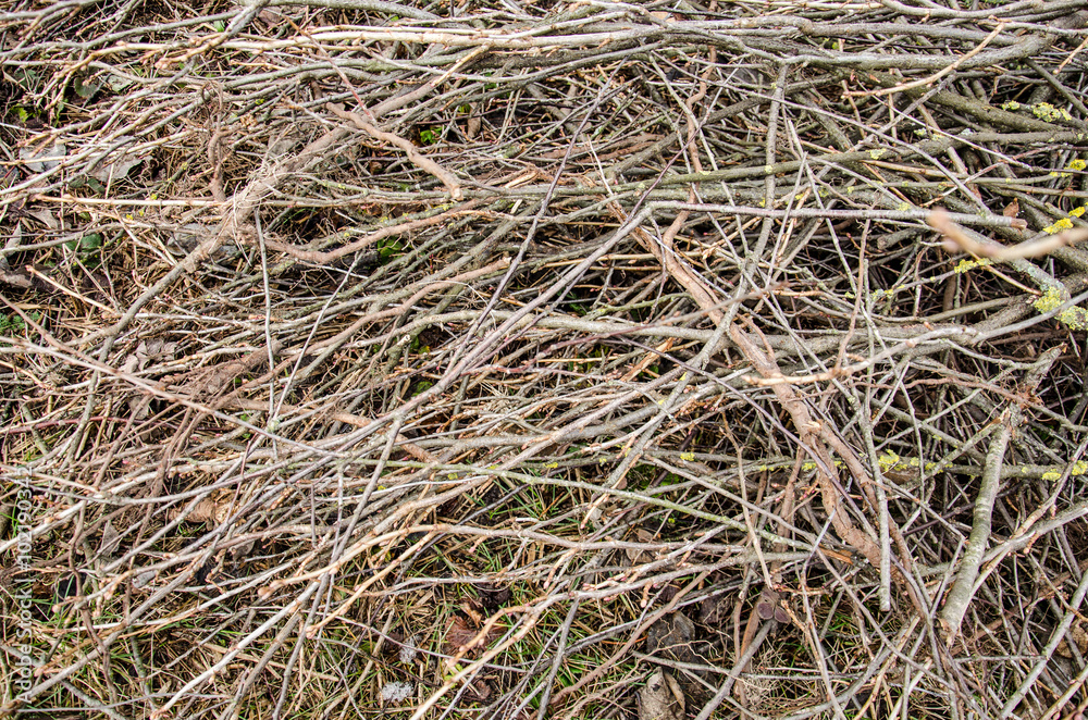 brown tree branch. Dry branch. Dead branches. tree branch of big tree, nature background. dry wood branch on ground. cut branches of fruit trees on the ground in the garden brown tree branch. Dry branch. Dead branches. tree branch of big tree, nature background. dry wood branch on ground. cut branches of fruit trees on the ground in the garden