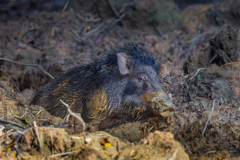 Wild boar(Sus scrofa) stair at us with careful on the mud in real nature Wild boar(Sus scrofa) stair at us with careful on the mud in real nature