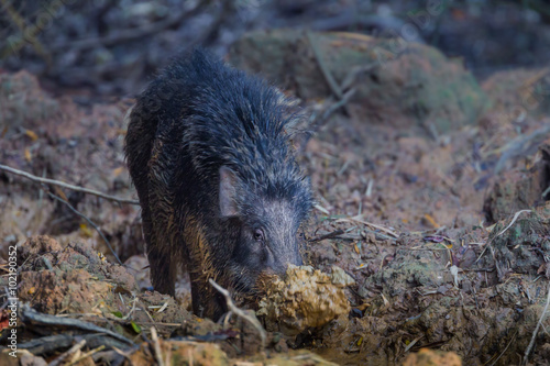 Wild boar(Sus scrofa) pushing the mud  photo