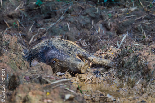 Wild boar(Sus scrofa) spend his time and relaxing on the mud in real nature 