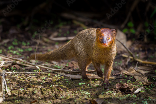 Portrait of Javan Mongoose or Small asian mongoose (Herpestes javanicus) 