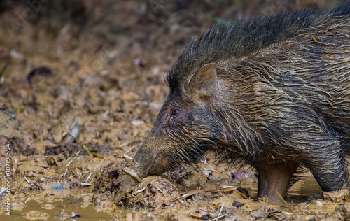 Side close up of Wild boar(Sus scrofa)  photo