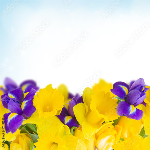 Fototapeta Naklejka Na Ścianę i Meble -  spring narcissus and irises