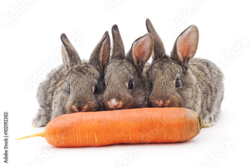 Young rabbits that eat carrots.