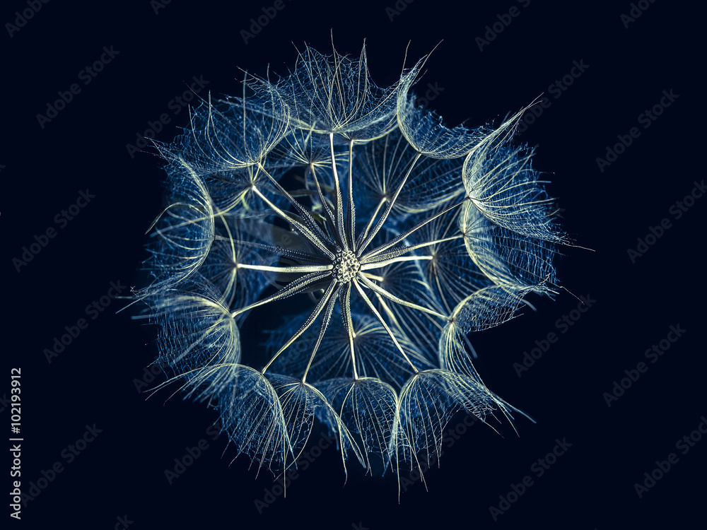 Obraz premium Blue dandelion