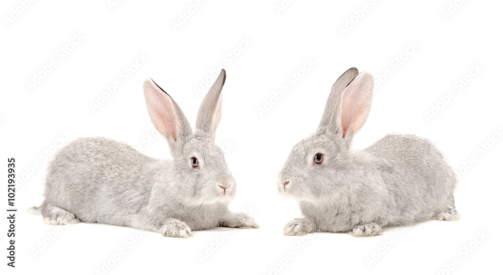 Obraz premium Two gray rabbit isolated on white background