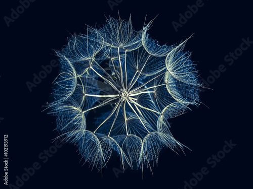 Blue dandelion