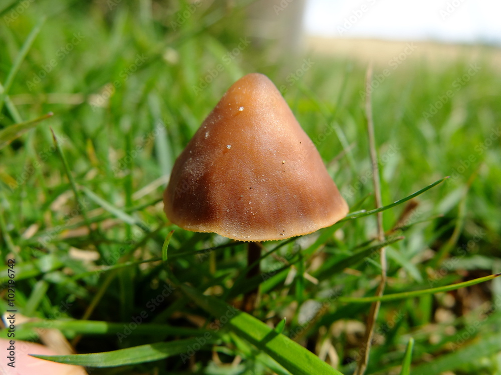 キノコ 三角帽子 Stock 写真 Adobe Stock